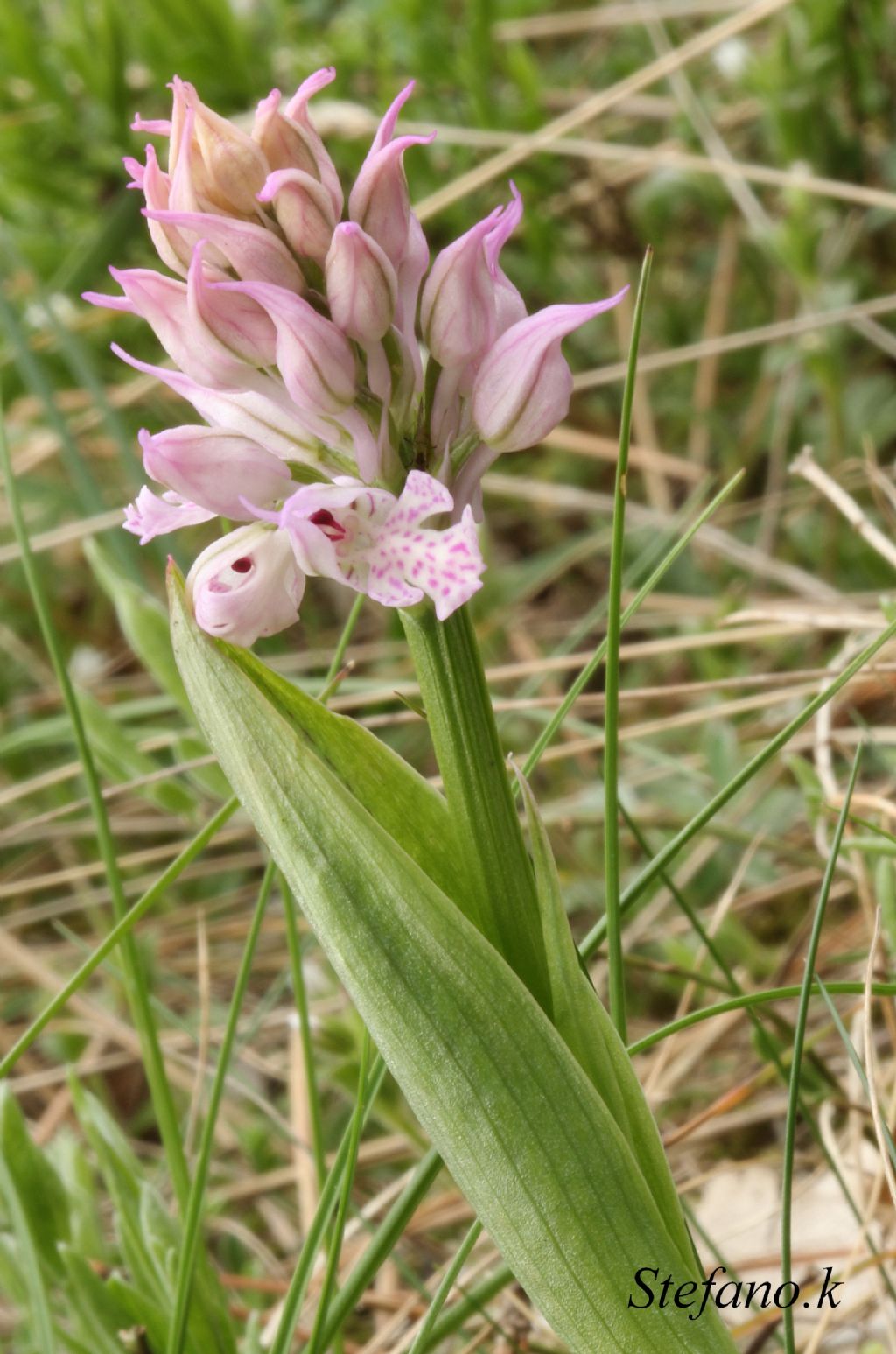 Neotinea tridentata